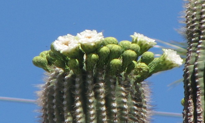 Picture 7 of The 'giants' in the desert