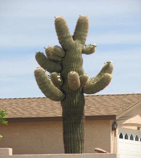 Picture 9 of The 'giants' in the desert