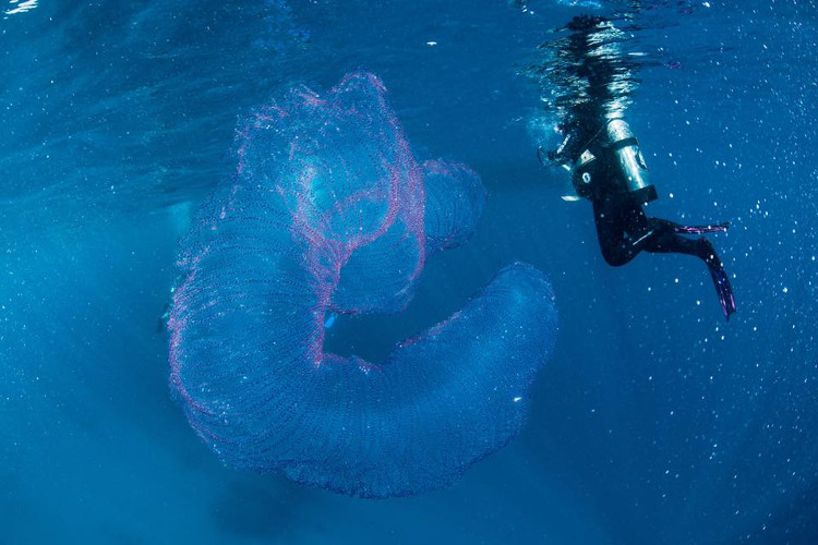 The glowing tube-shaped object made the diver confused images 1