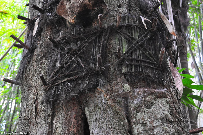 Picture 3 of The goal is that few people know of burial on trees
