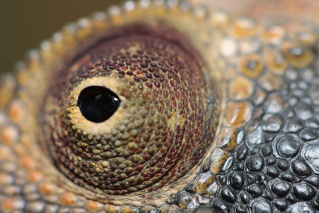 Picture 3 of The 'god eyes' in nature