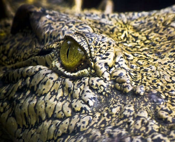 Picture 5 of The 'god eyes' in nature