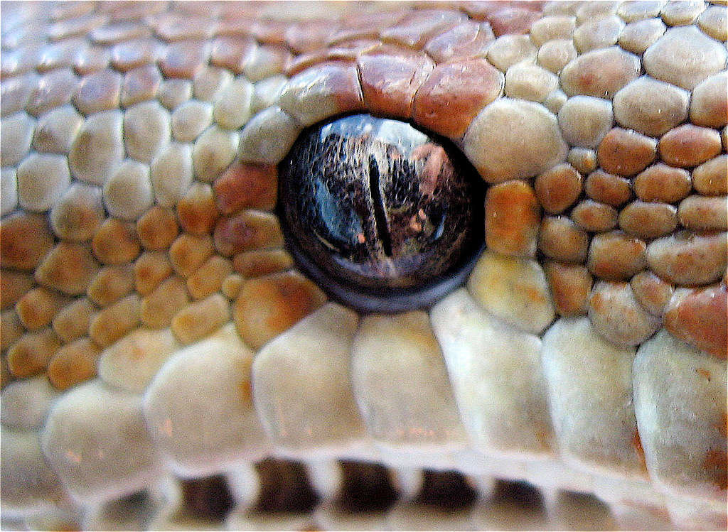 Picture 7 of The 'god eyes' in nature
