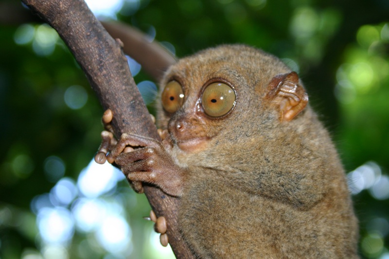Picture 8 of The 'god eyes' in nature
