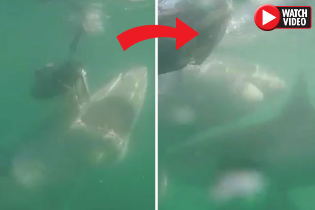 Picture 1 of The goose slides away, the white shark suddenly turns to