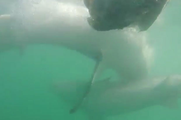 Picture 2 of The goose slides away, the white shark suddenly turns to