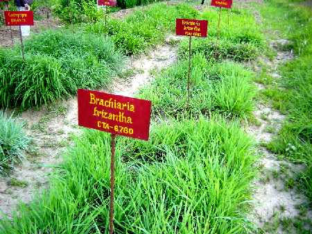 Picture 1 of The grass helps reduce greenhouse gases
