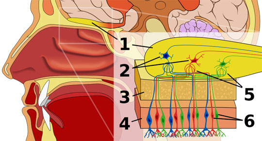 Picture 1 of The great role of Ensheathing olfactory cells