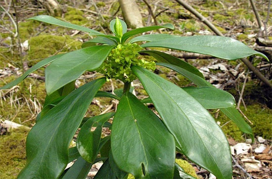 Picture 9 of The green 'killer'