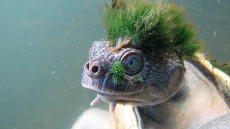 Picture 1 of The green-haired tortoise is the bear that most social networks are about to become extinct