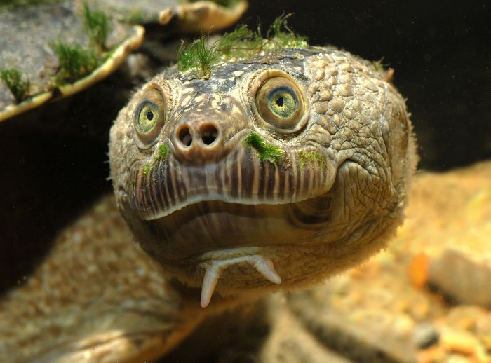 Picture 2 of The green-haired tortoise is the bear that most social networks are about to become extinct