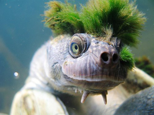 Picture 3 of The green-haired tortoise is the bear that most social networks are about to become extinct