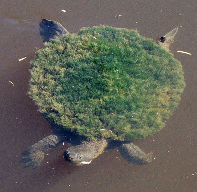 Picture 4 of The green-haired tortoise is the bear that most social networks are about to become extinct