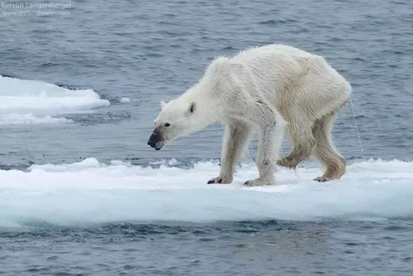 Picture 1 of The grim picture of climate change is spreading wildly on the Internet
