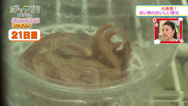 Picture 5 of The group of Japanese students successfully conducted chicken hatching experiments without shells