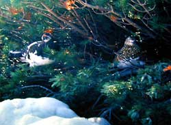 Picture 1 of The grouse changes color