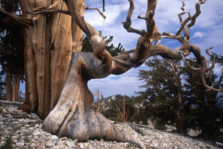 Picture 10 of The groves of strange shapes like from another world