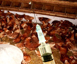 Picture 1 of The H5N1 vaccine 'made in Vietnam' is about to be tested on humans