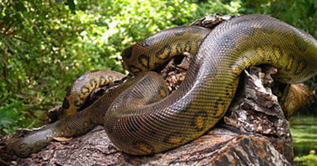 Picture 3 of The hair-raising story about giant snake