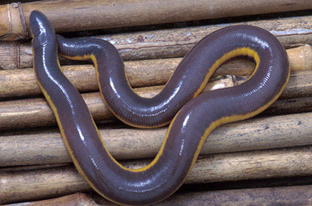 Picture 10 of The half frog - snake - the super worm