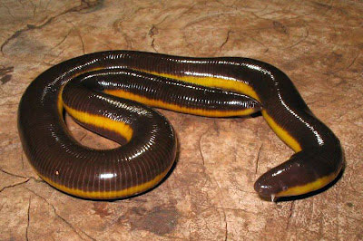 Picture 12 of The half frog - snake - the super worm