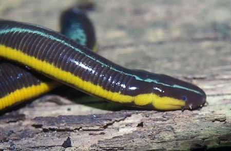 Picture 7 of The half frog - snake - the super worm