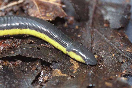 Picture 8 of The half frog - snake - the super worm