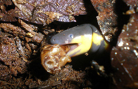 Picture 9 of The half frog - snake - the super worm