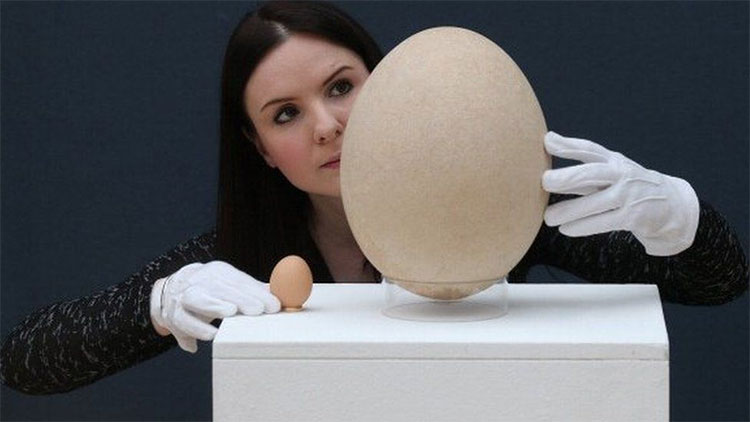Picture 2 of The half-toned bird suspected of being massacred to extinction