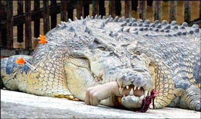 Picture 3 of The hands were bitten off by the crocodile
