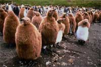 The harsh life of young penguins images 2