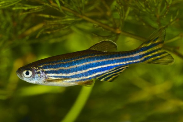 Picture 1 of The heart of the zebrafish can self-grow