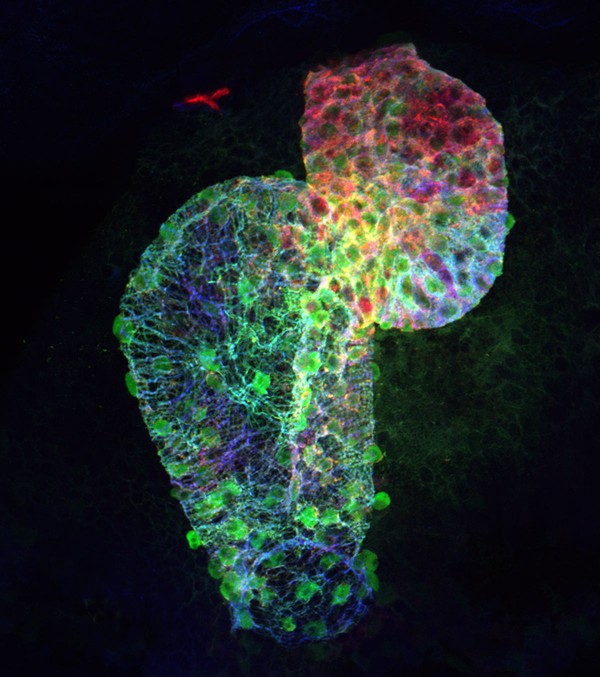 Picture 2 of The heart of the zebrafish can self-grow