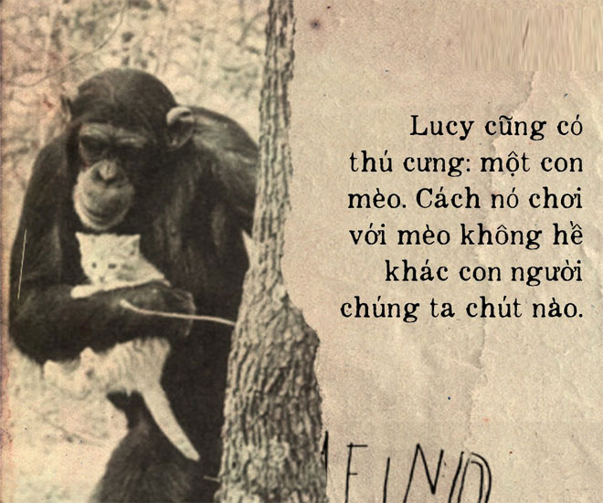 Picture 3 of The heartbreaking story about Lucy, the chimpanzee thought he was a human