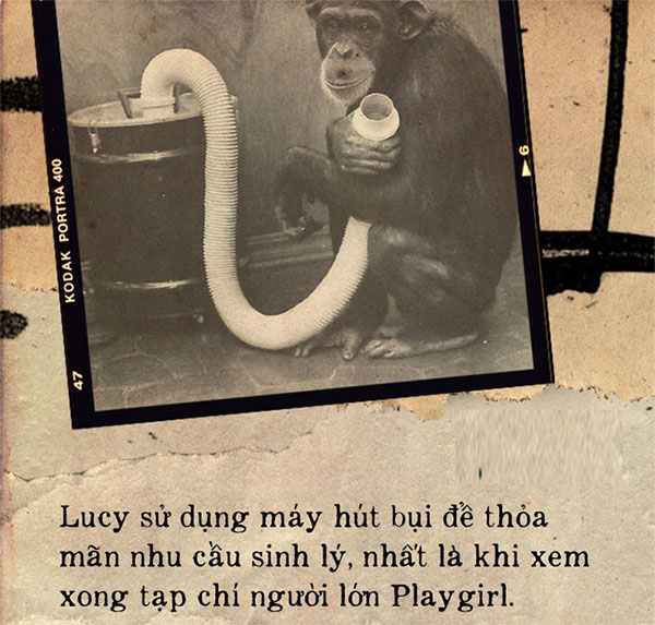 Picture 4 of The heartbreaking story about Lucy, the chimpanzee thought he was a human
