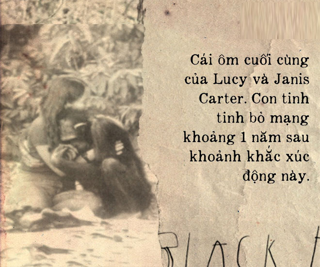 Picture 6 of The heartbreaking story about Lucy, the chimpanzee thought he was a human