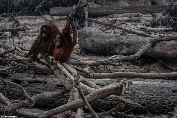 Picture 1 of The heartbreaking truth behind the images of orangutans stood alone in the middle of the burning forest