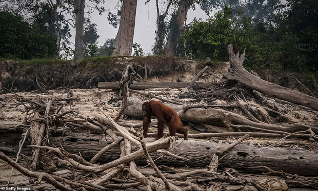 Picture 2 of The heartbreaking truth behind the images of orangutans stood alone in the middle of the burning forest