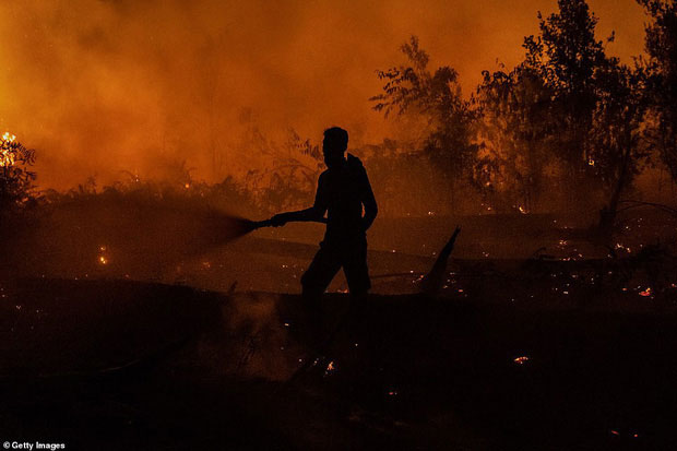 Picture 3 of The heartbreaking truth behind the images of orangutans stood alone in the middle of the burning forest