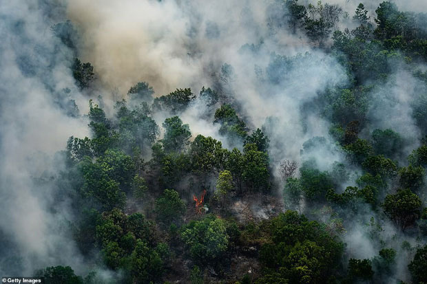 Picture 4 of The heartbreaking truth behind the images of orangutans stood alone in the middle of the burning forest