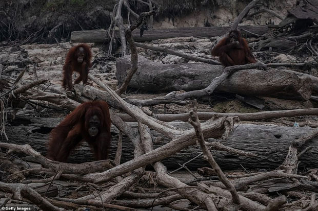 Picture 5 of The heartbreaking truth behind the images of orangutans stood alone in the middle of the burning forest