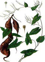 Picture 2 of The herbs help prolong the spring age
