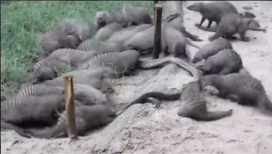 Picture 1 of The herd is a giant python eating force