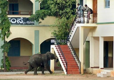 Picture 5 of The hero of Indian elephants attacked the people right on the street