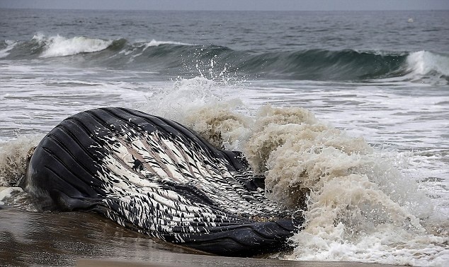 Picture 10 of The hero scene dealt with the giant humpback whale