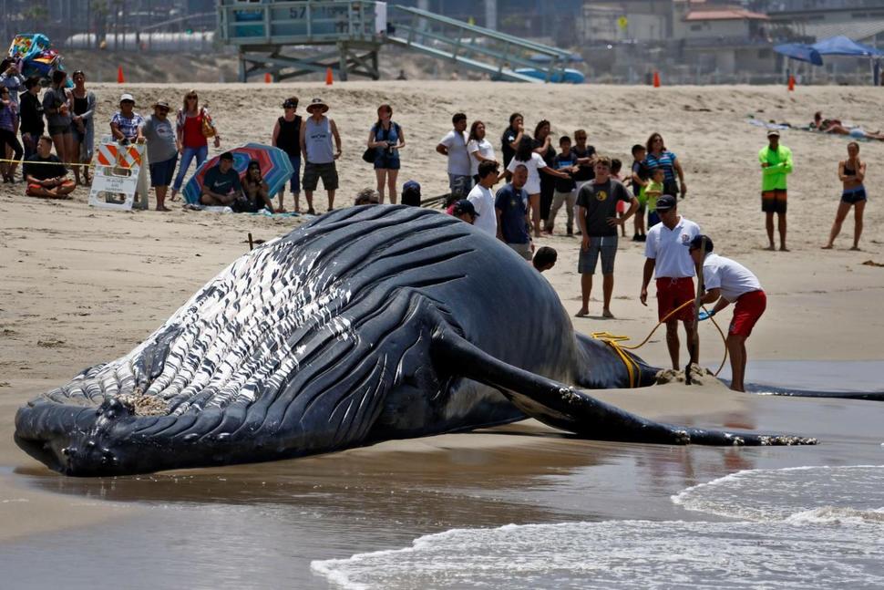 Picture 8 of The hero scene dealt with the giant humpback whale