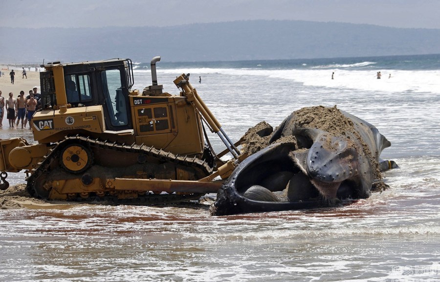 Picture 9 of The hero scene dealt with the giant humpback whale