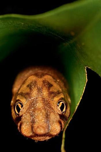 Picture 7 of The hidden art of animals
