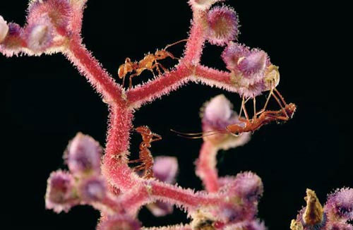 Picture 8 of The hidden art of animals