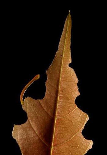 Picture 9 of The hidden art of animals